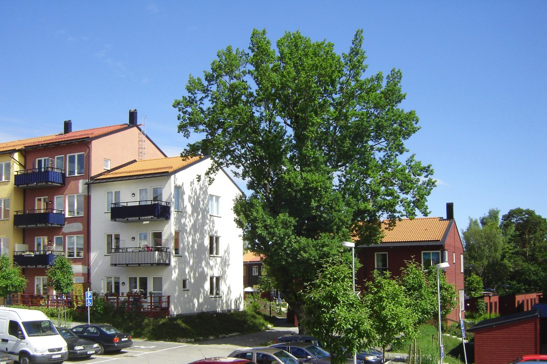 apotekaren2